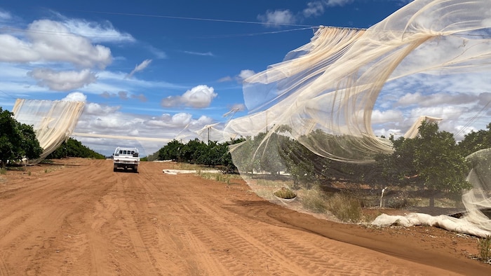 Shredded orchard nets resemble 'Halloween cobwebs', Riverland fears crop losses after storm