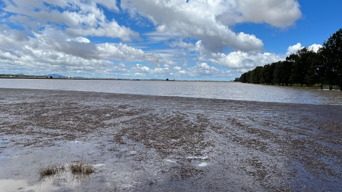 Gunnedah district records rainfall above 100mm, lodging crops, flooding fields