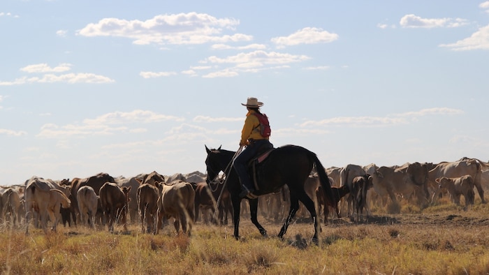 Australian cattle price hits record height off the back of November rain