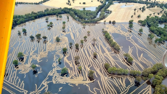 Forbes given partial all-clear as floodwaters drop but Condobolin bracing for more crop losses