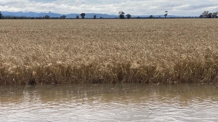 Rainfall and rising rivers spark flooding, crop concerns in western NSW