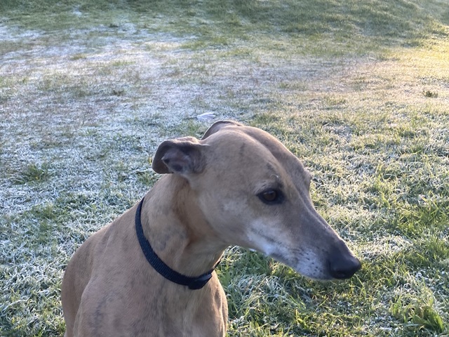 Whippet unimpressed by rare frost in unusual places