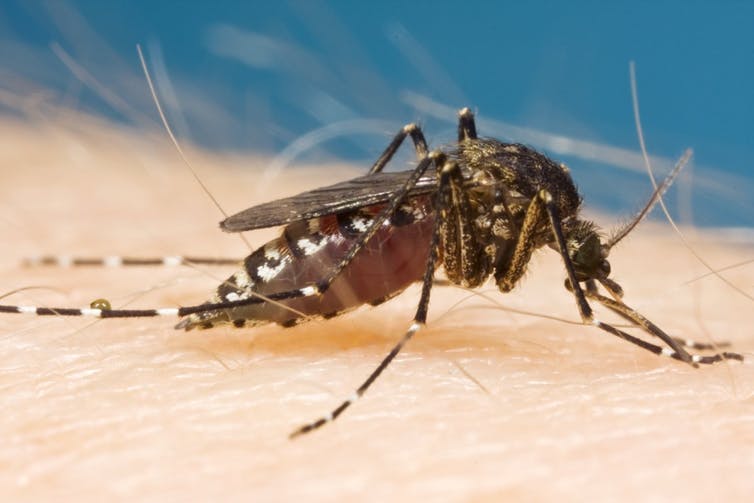 Will the arrival of El Nino mean fewer mosquitoes this summer?
