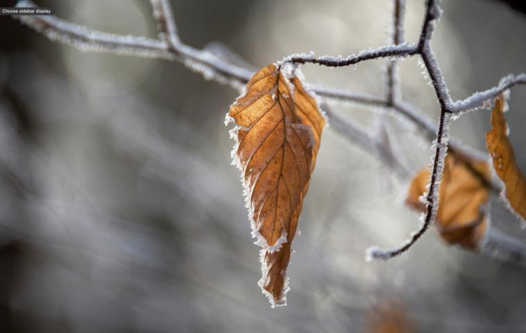 Image: Frosty mornings have dominated this June in the ACT and southeast NSW. Source: Pexels: Krivec Ales