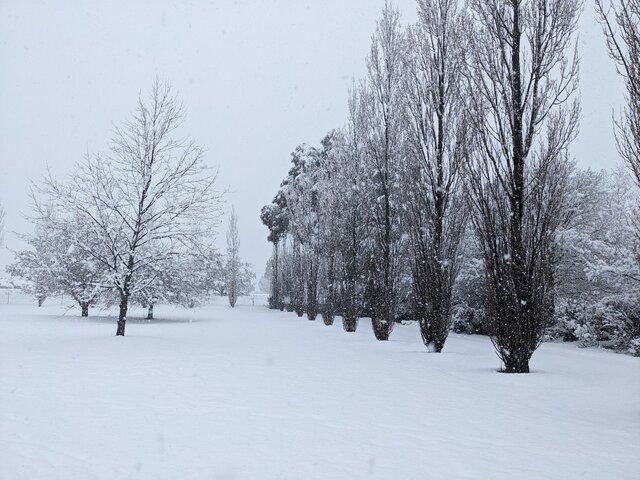 Image: Guyra was covered in up to 15cm of snow by midday on August 2, 2025. Source: Shane Battistuzzi