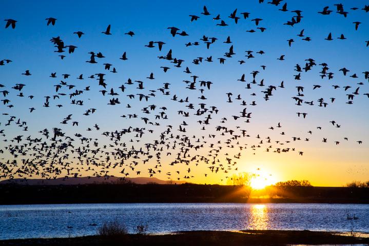 Image: Snow Geese near Socorro, New Mexico. Source: iStock / Brent_1.
