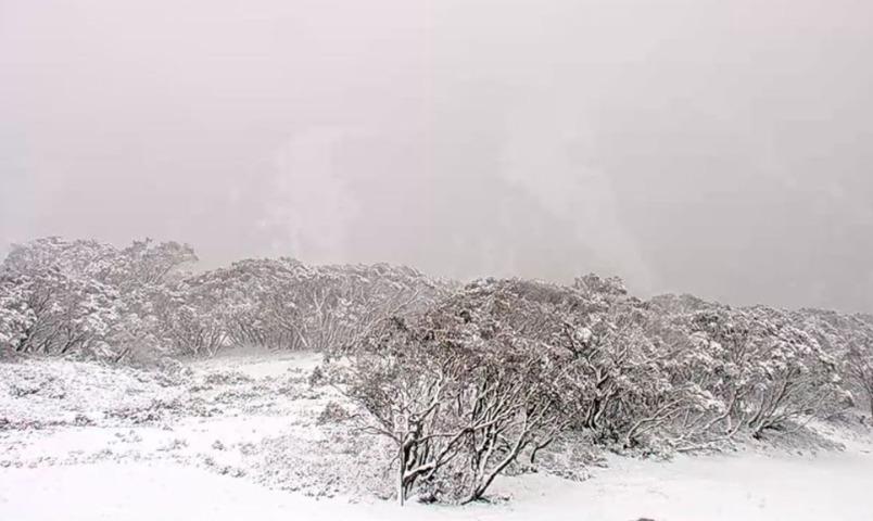 Image: Fresh snow at Mt Hotham in the Victorian Alps, about five hours NE of Melbourne, on November 4, 2025. Source: Hotham Alpine Resort