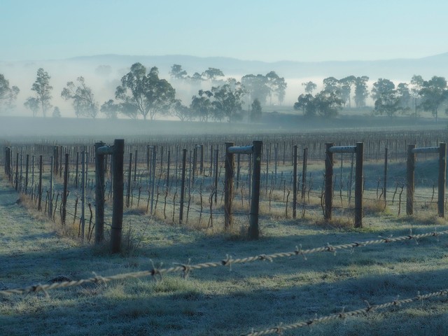 Image: Frost in Victoria's Yarra Valley, where the town of Coldstream registered a record May low for the second straight day. Source: iStock/Chris Gordon