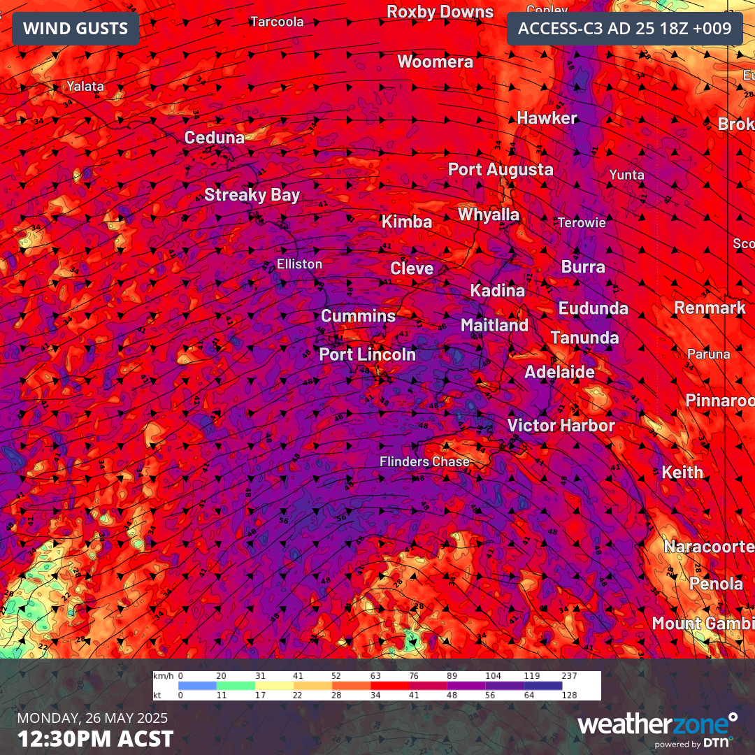 Image: Forecast wind gusts across South Australia at 12:30 ASCT on Monday, May 26. Source: Weatherzone