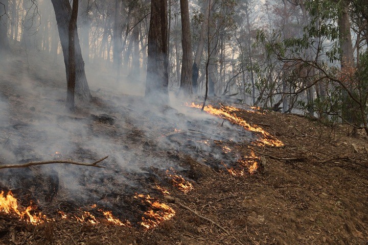 Image: Dry vegetation will increase the risk of fires in southern Australia this winter. Source: Thomas Hogg / iStock