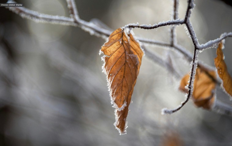 Image: Frosty mornings have dominated this June in the ACT and southeast NSW. Source: Pexels: Krivec Ales