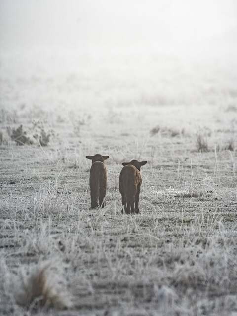 Image: Newborn lambs endured a very frosty June in the ACT and inland NSW. Source: SujaysPhotography (@sujays_photography_brisbanenow on Instagram)