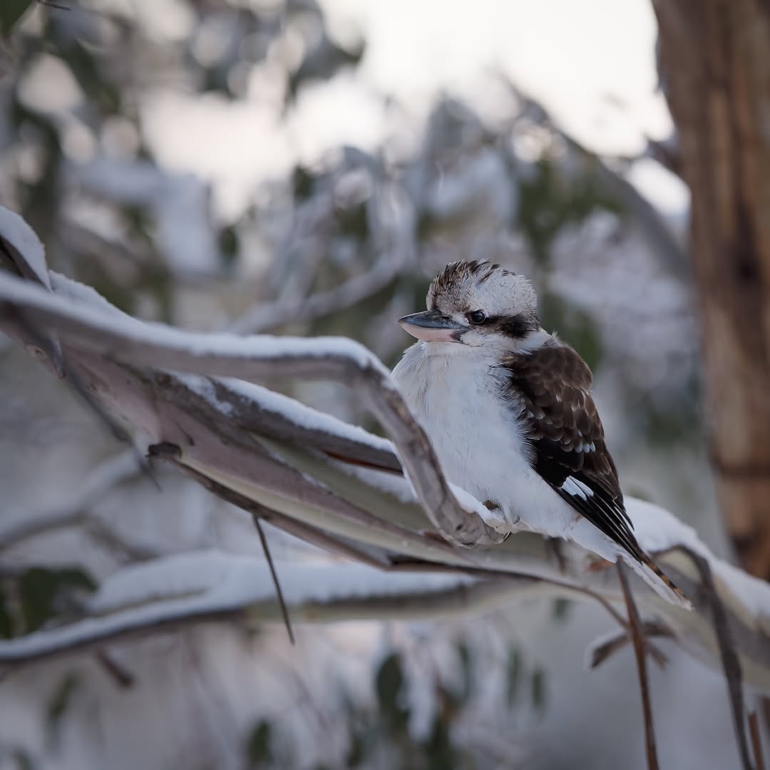 Image: Consistent snowfalls in the 2025 season have had ski resort operators laughing. Source: Erin McGrath (@ezzamcgrath on Instagram)