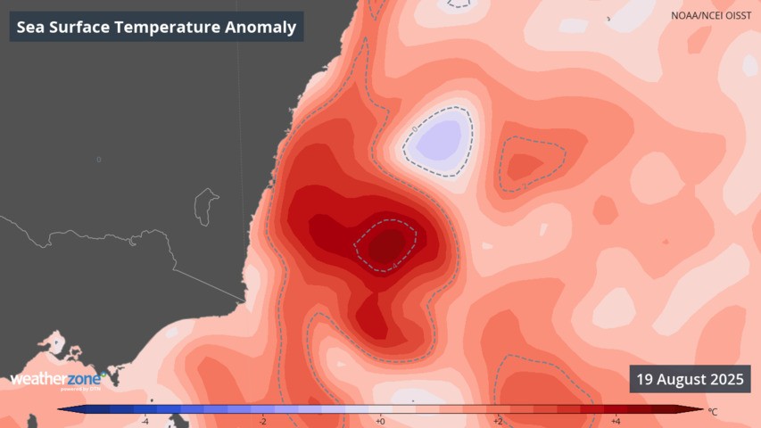 Image: Sea surface temperatures in August have been as much as four degrees above average in waters near Sydney. Source: Weatherzone