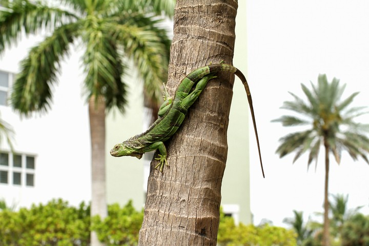Image: A Green Iguana in Florida. Source: iStock / JillianCain.