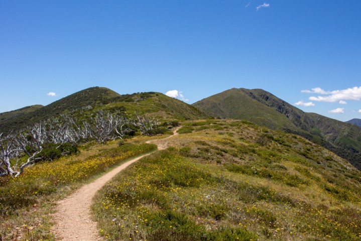 Image: Trail approaching Victoria's 2nd-highest peak Mt Feathertop (1922m), near Falls Creek and Mt Hotham in the high country. Source: iStock/Ainslie Holland