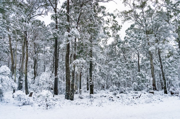 Image: Snow falling across the Australian Alps. Source: iStock   Credit:Katharina13