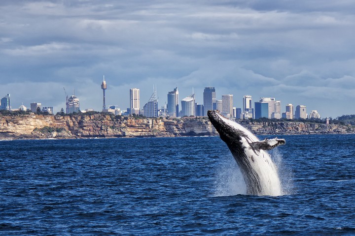 Image: A breaching humpback whale just outside Sydney Harbour's heads. Source: iStock / PomInOz