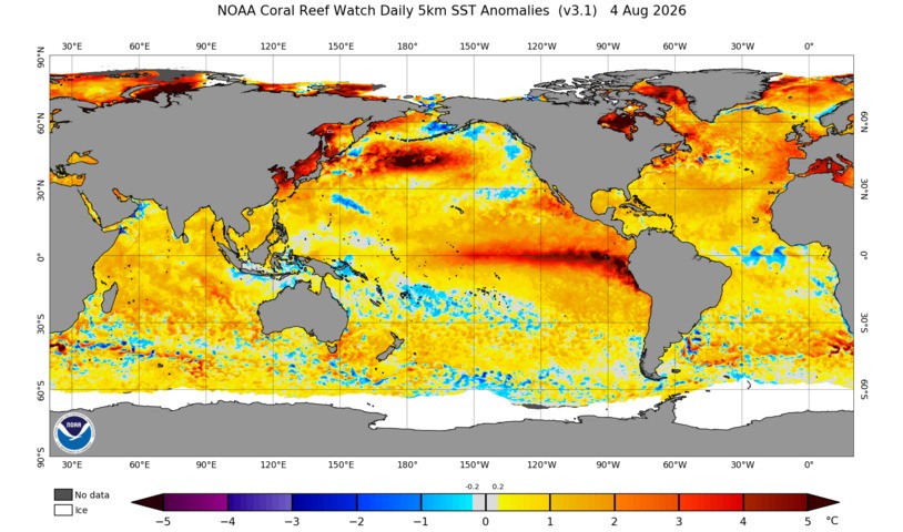 Image: Sea surface temperature anomalies on August 4, 2026. Source: NOAA.