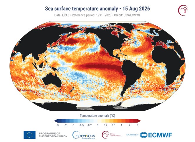 Image: Global sea surface temperature anomalies in the middle of August 2026. Source: ECMWF / Copernicus.