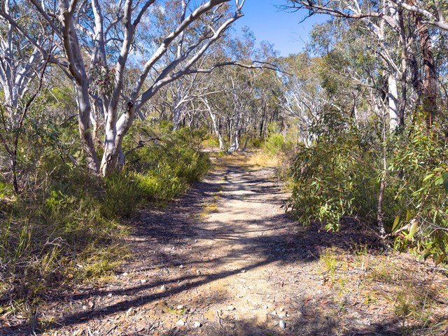 Image: Dry bushland west of Sydney in the last few days of the 2026 winter. Source: iStock/Phillip Wittke