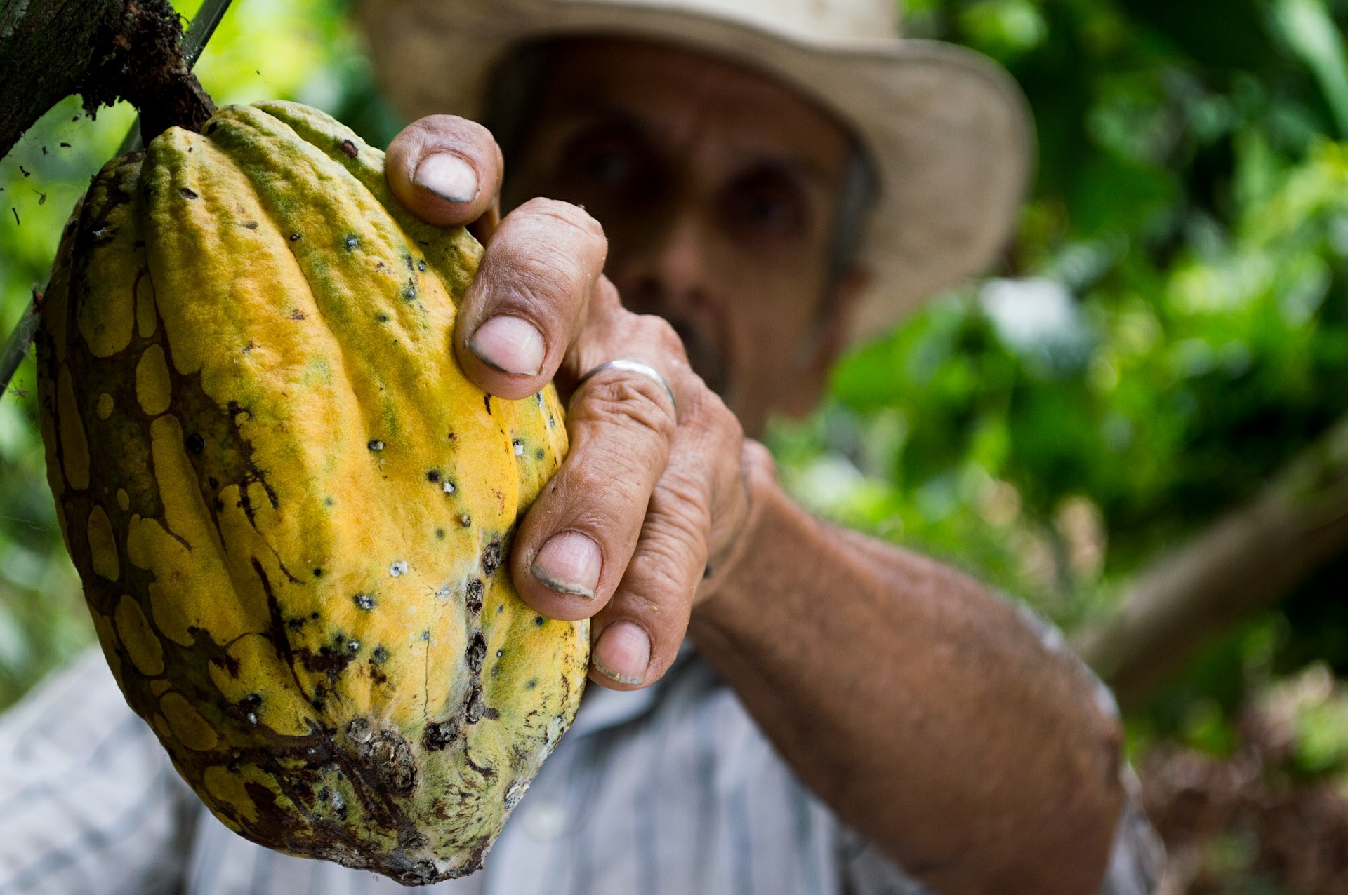 Climate change impacting chocolate production