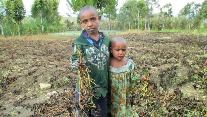 Frost and drought wipes out subsistence crops in Papua New Guinea, Solomon Islands highlands