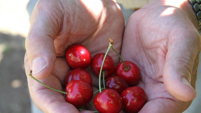 Australia's cherry season predicted to be expensive after unseasonably cold weather
