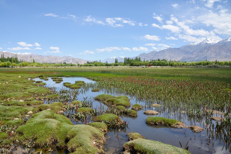 Indian summer monsoon amplified global warming 130,000 years ago, helping end ice age