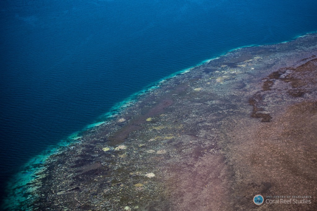 Mass bleaching confirmed in Great Barrier Reef