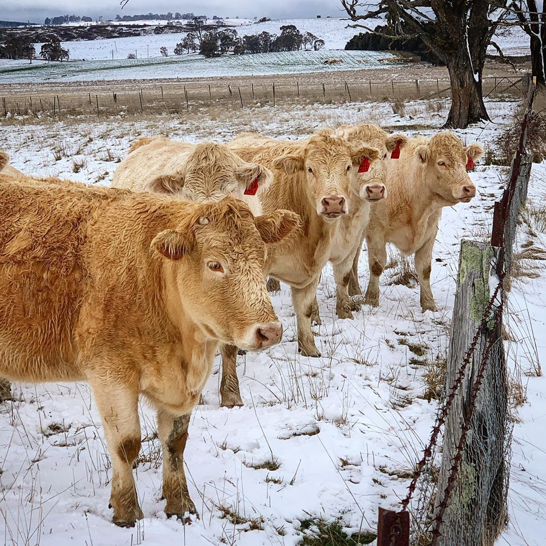 Snow reaches northern NSW