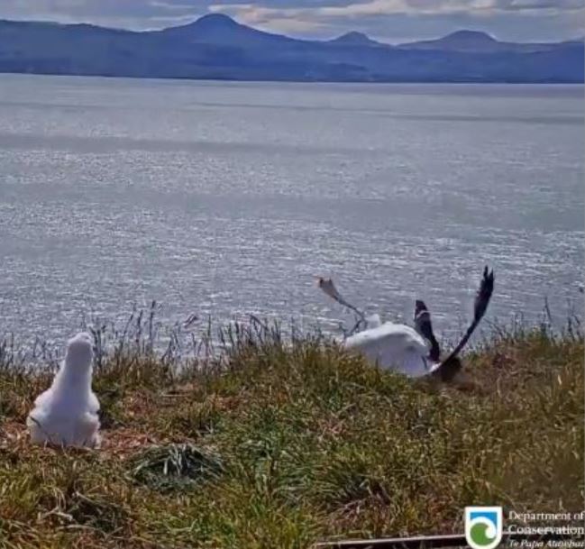 Albatross chick can't believe how badly its parent fluffed its landing