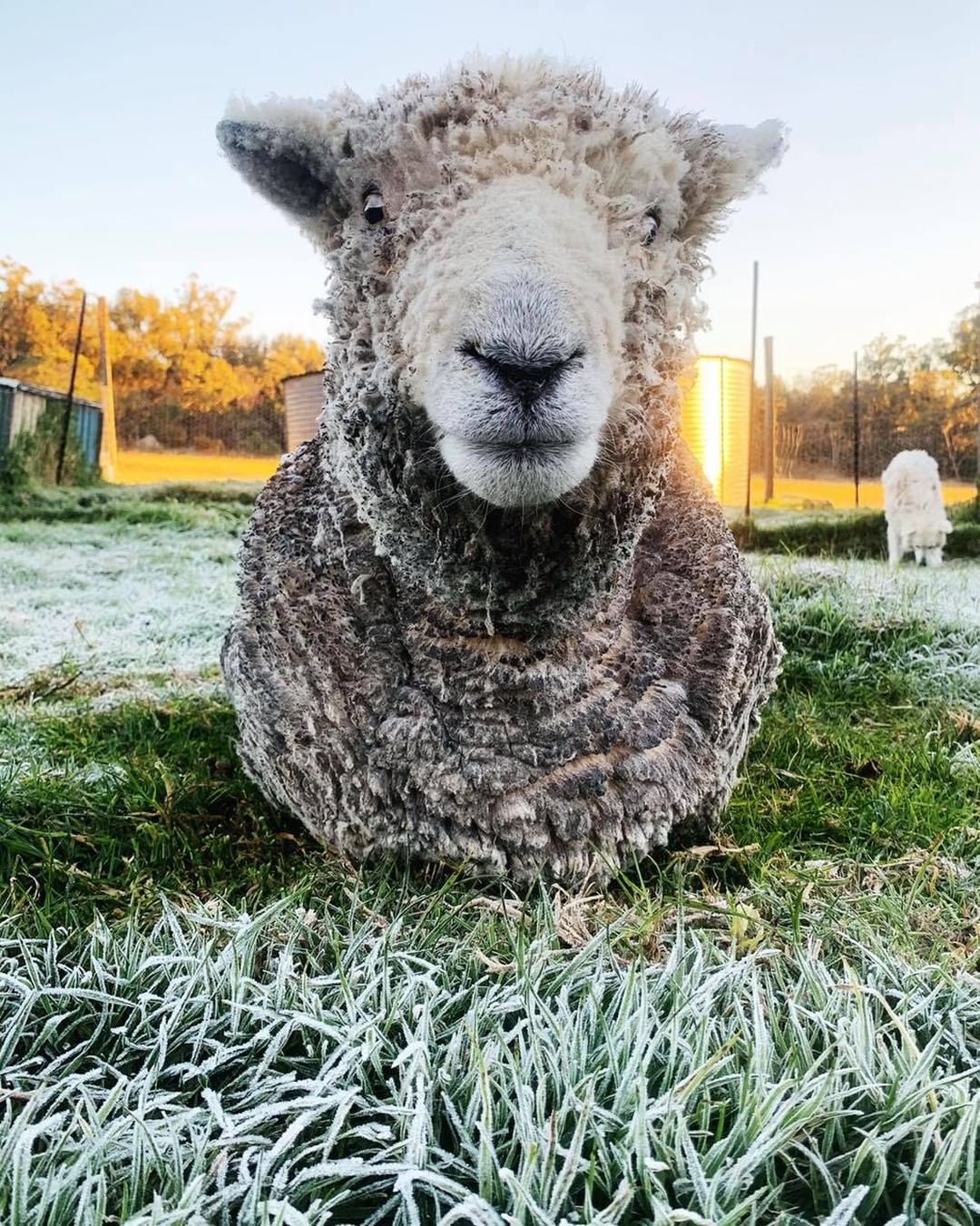 Early-season frost not seen in years hits QLD and NSW