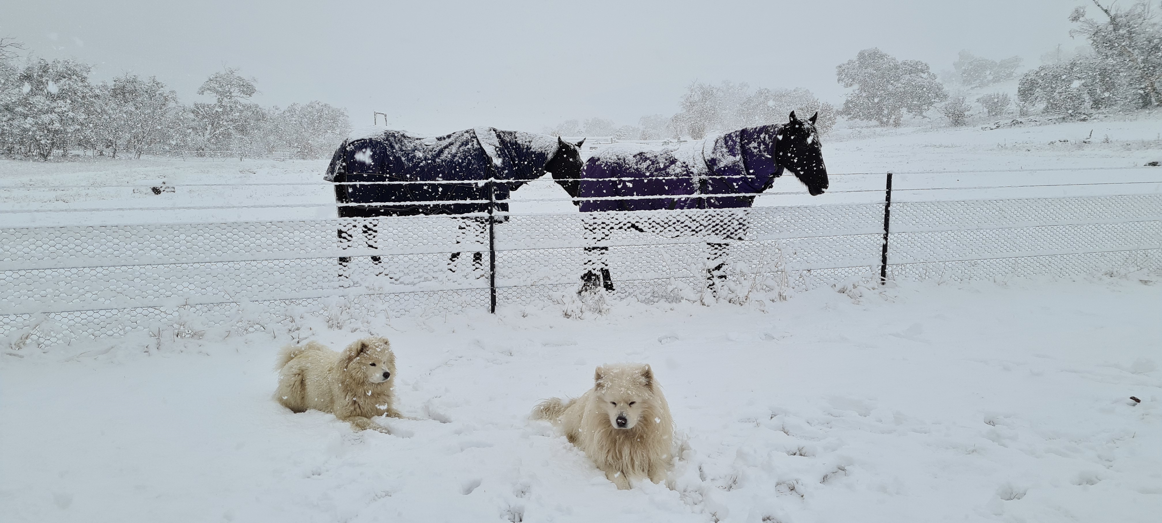 Unusually heavy snowfall doesn't even slightly bother Zigge and Casper