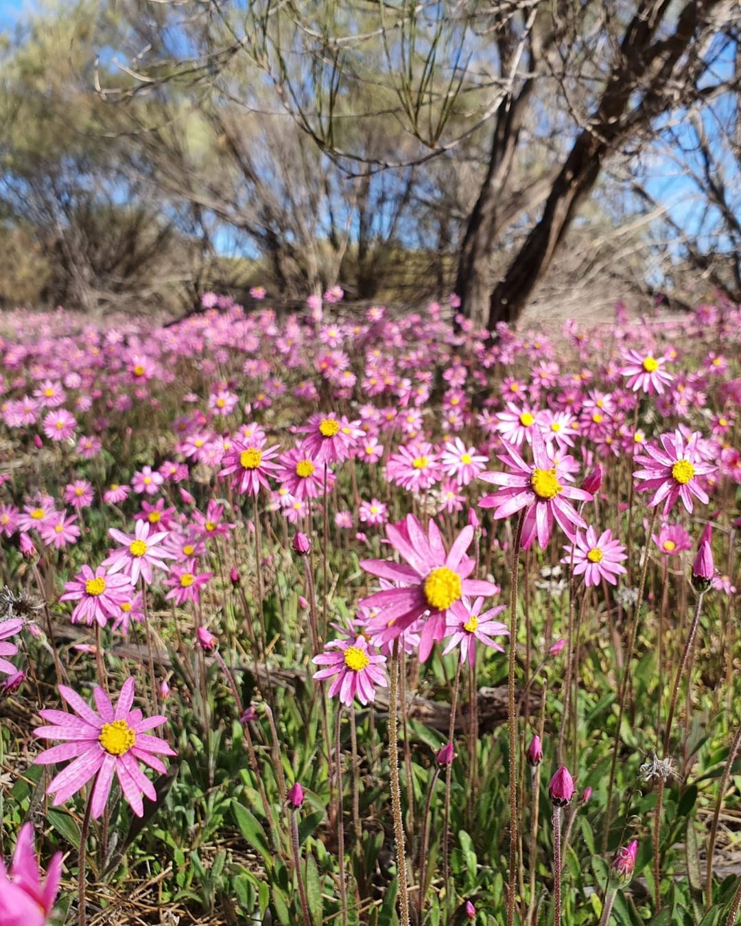Wind up your working week with these wonderful West Australian wildflowers