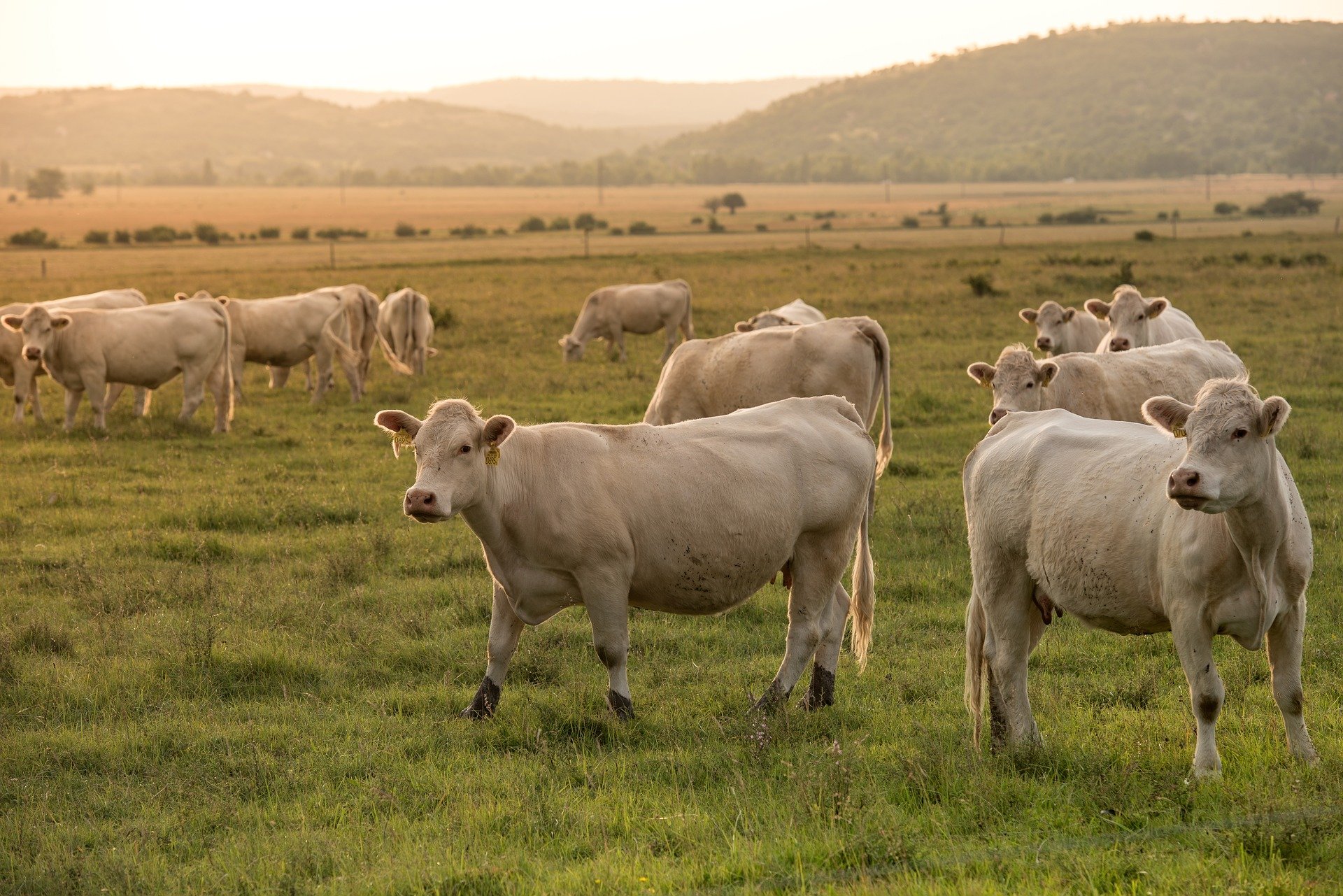 Aussie farmers 'learning what's necessary' as climate changes 