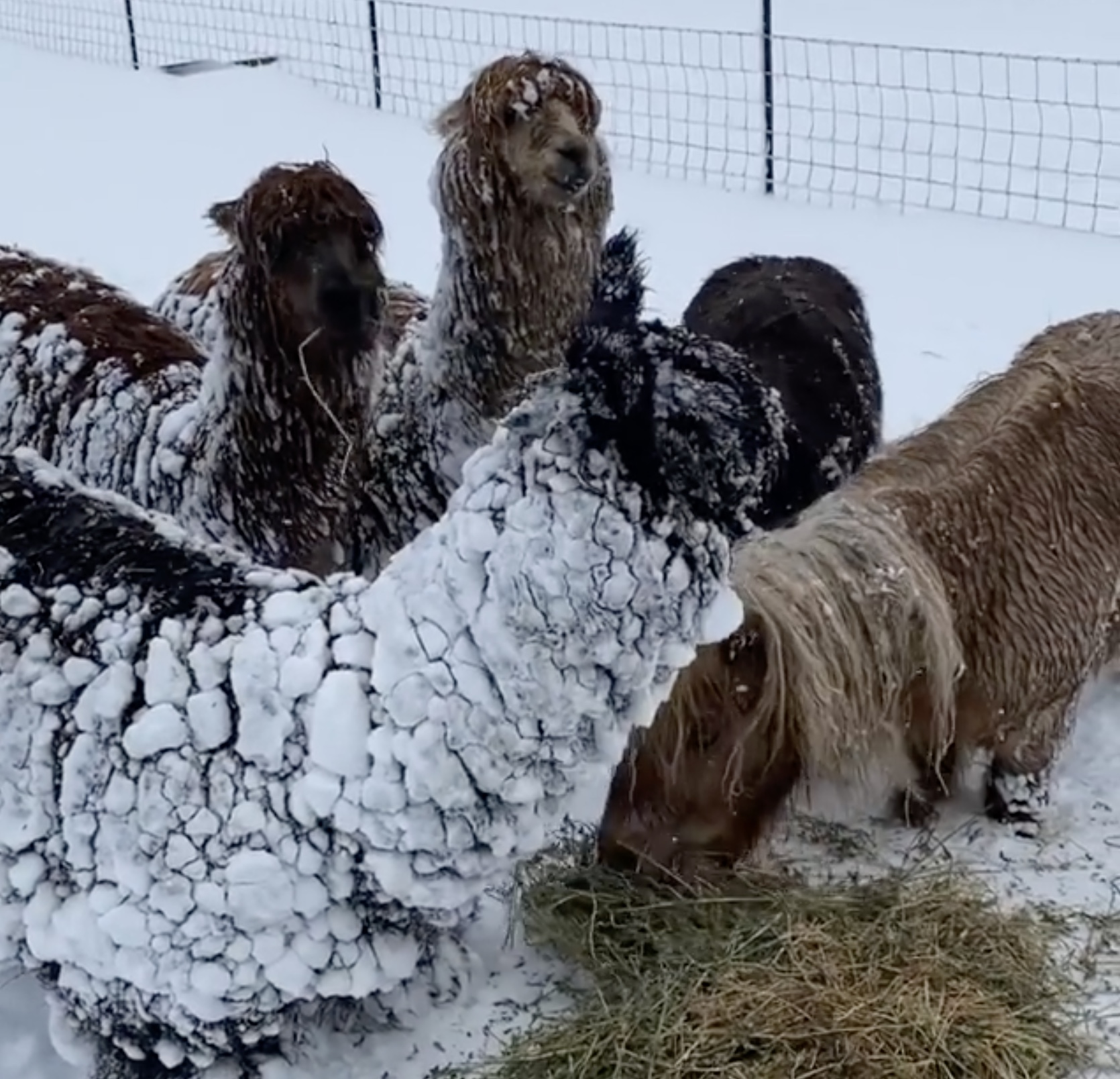Cold enough to freeze the clackers off these alpacas