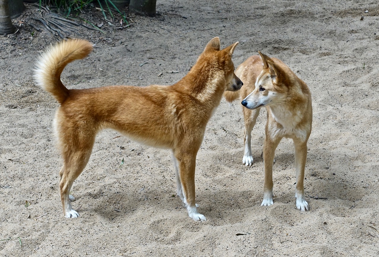 Dry as a dead dingo's... your favourite Aussie weather phrases