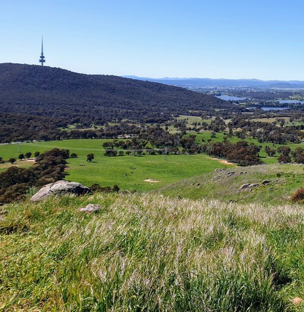 Canberra is looking ridiculously green right now