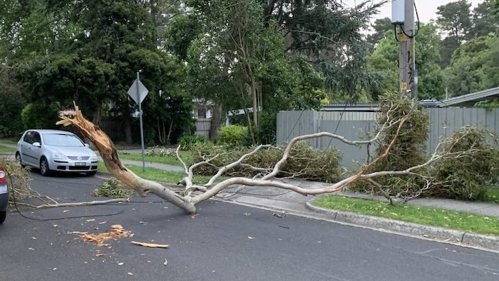 Wild weather causes mass power outages in Melbourne and regional Victoria as winds lash state