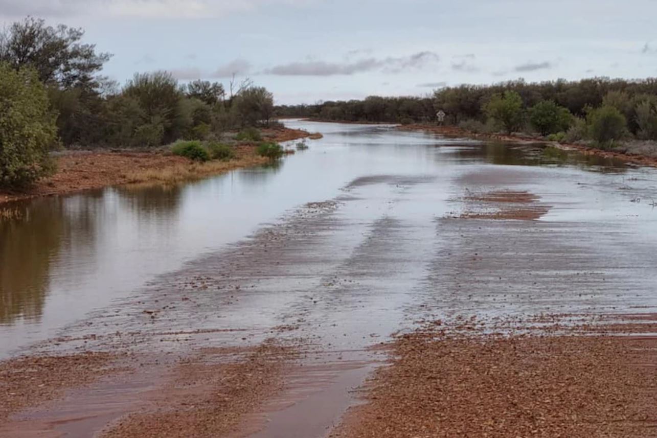 Outback station's heaviest rain in 10 years means 4000 sheep can chomp grass all summer
