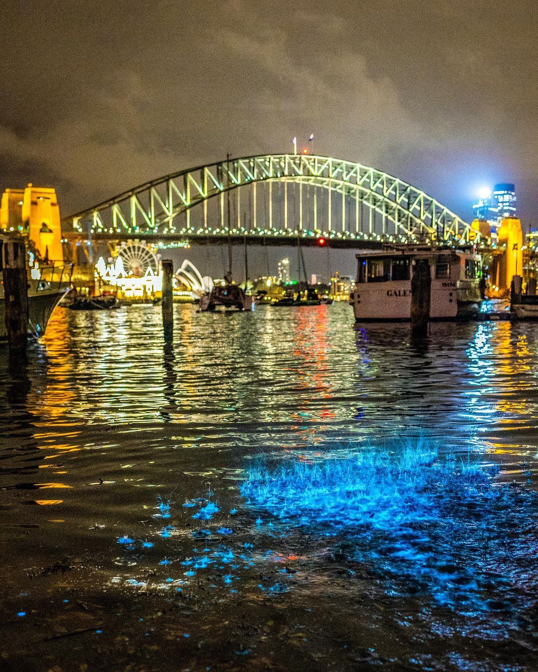 Bioluminescence in Sydney Harbour