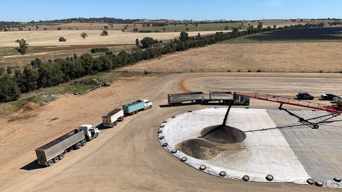 Riverina growers struggle to find a home for rain-impacted canola