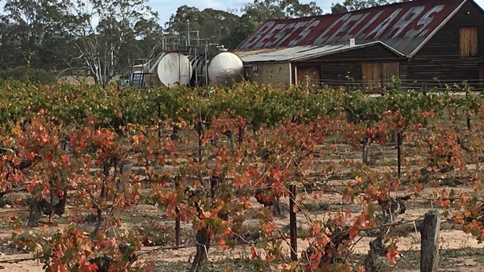 Hailstones sounded like 'herd of elephants' on historic Victorian winery