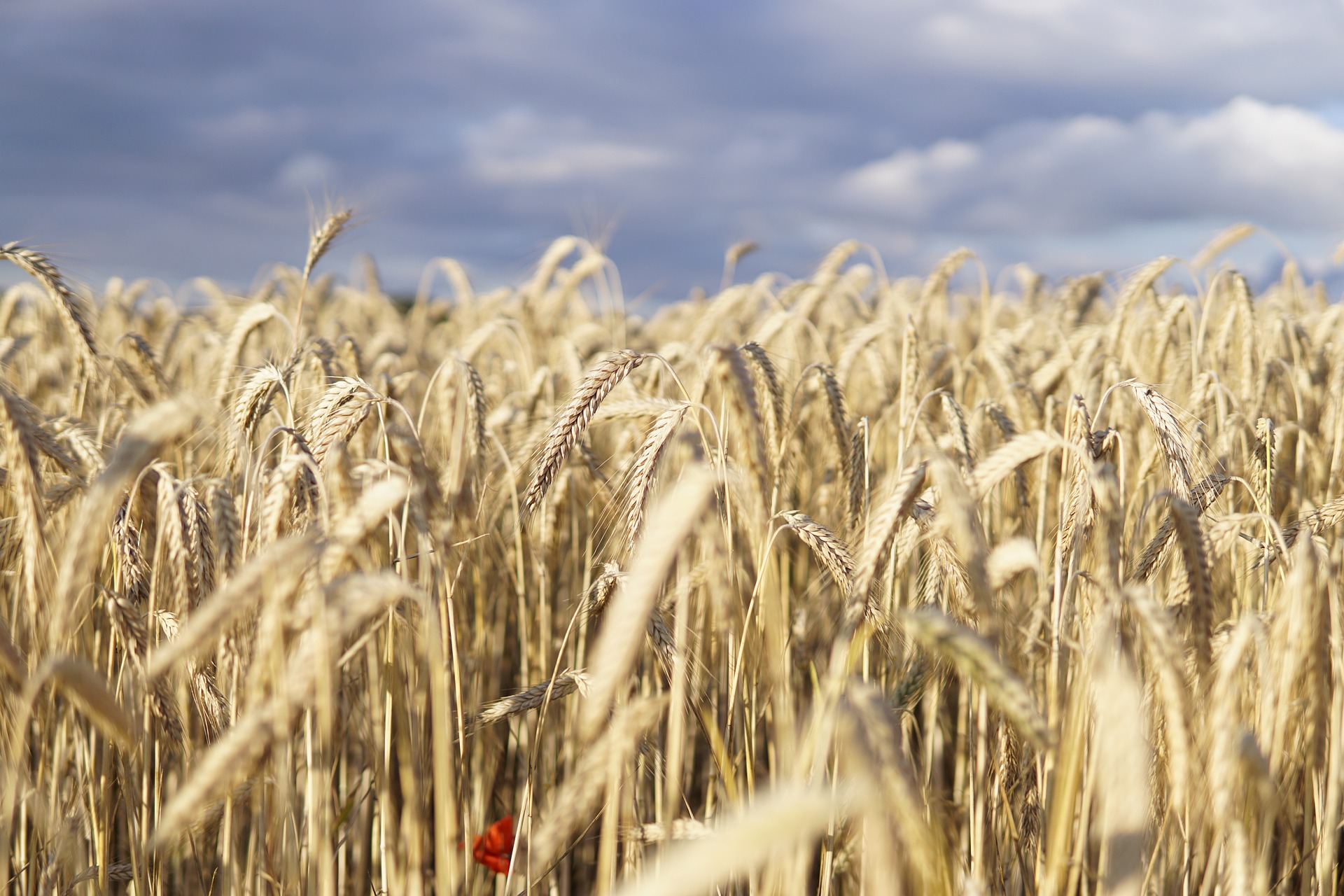 Record $78bn year for agricultural production in Australia