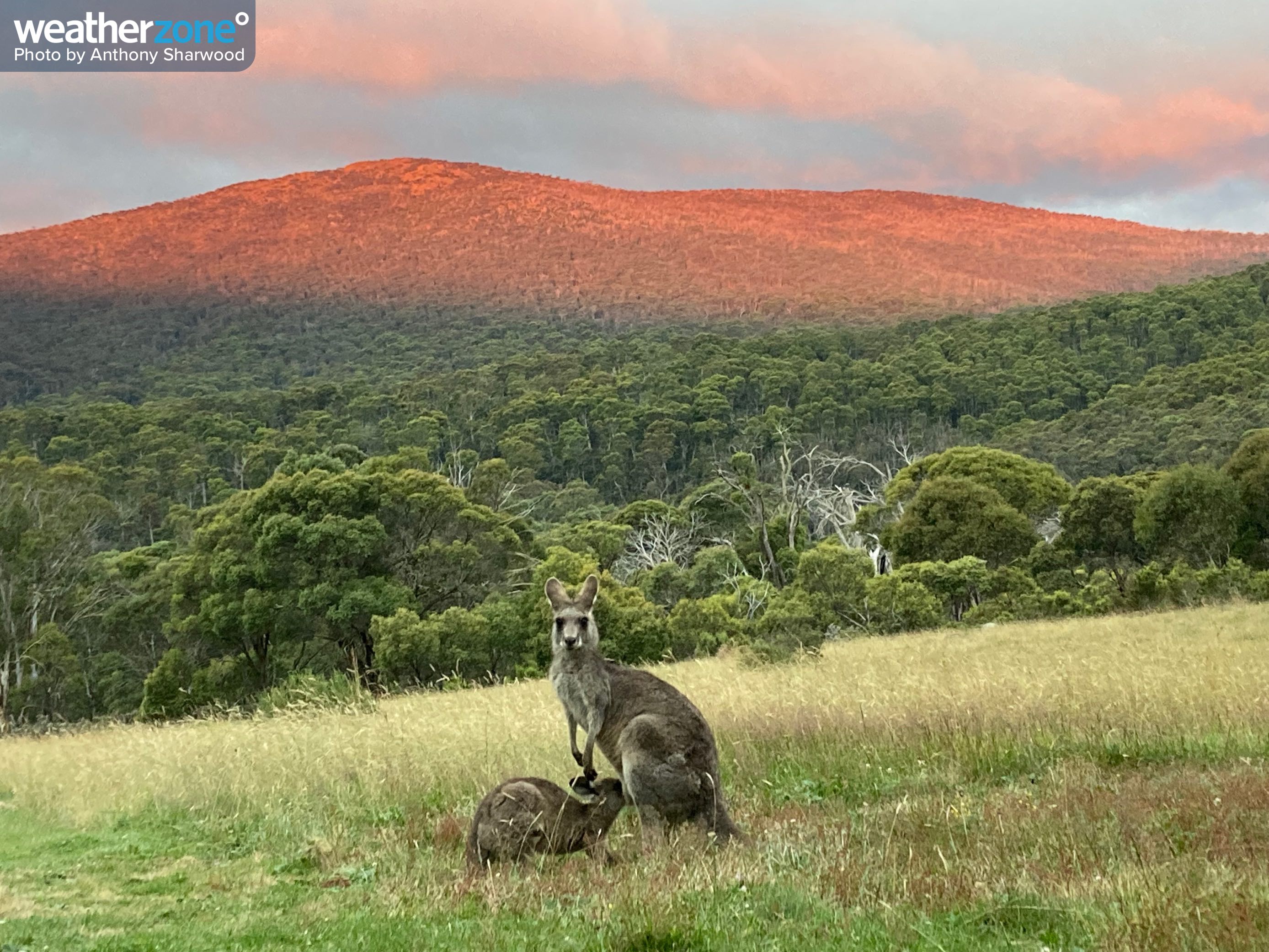 Why the Snowy Mountains turned red like Uluru last weekend