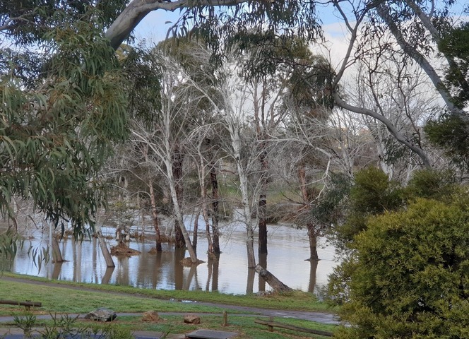 Canberra cops heaviest August rain in decades