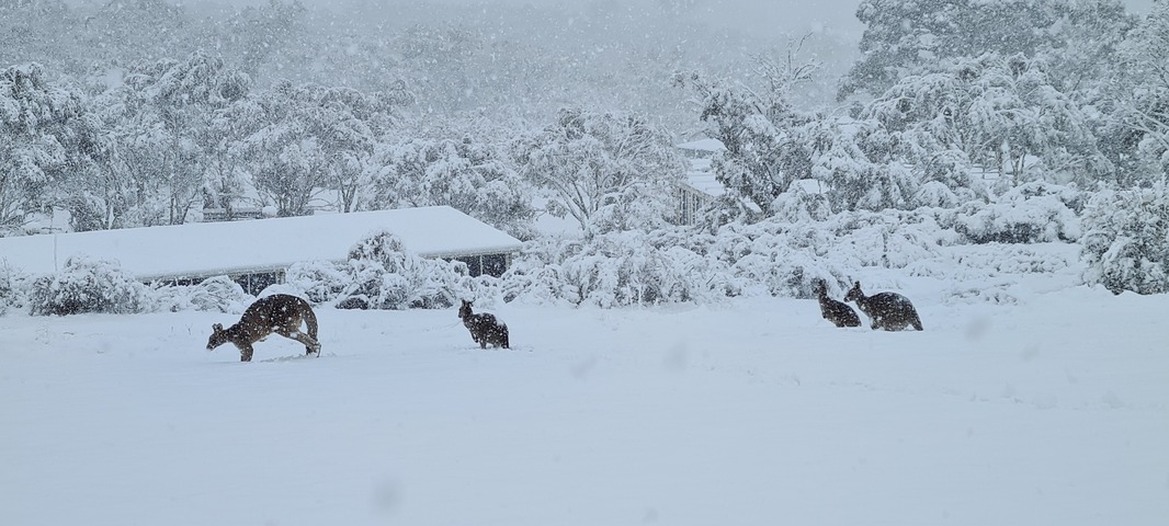 Bitter cold snap catches kangaroos on the hop