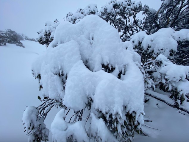 Surprise Aus snowfall, snow to sea level in NZ