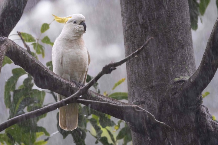 Can animals predict weather?